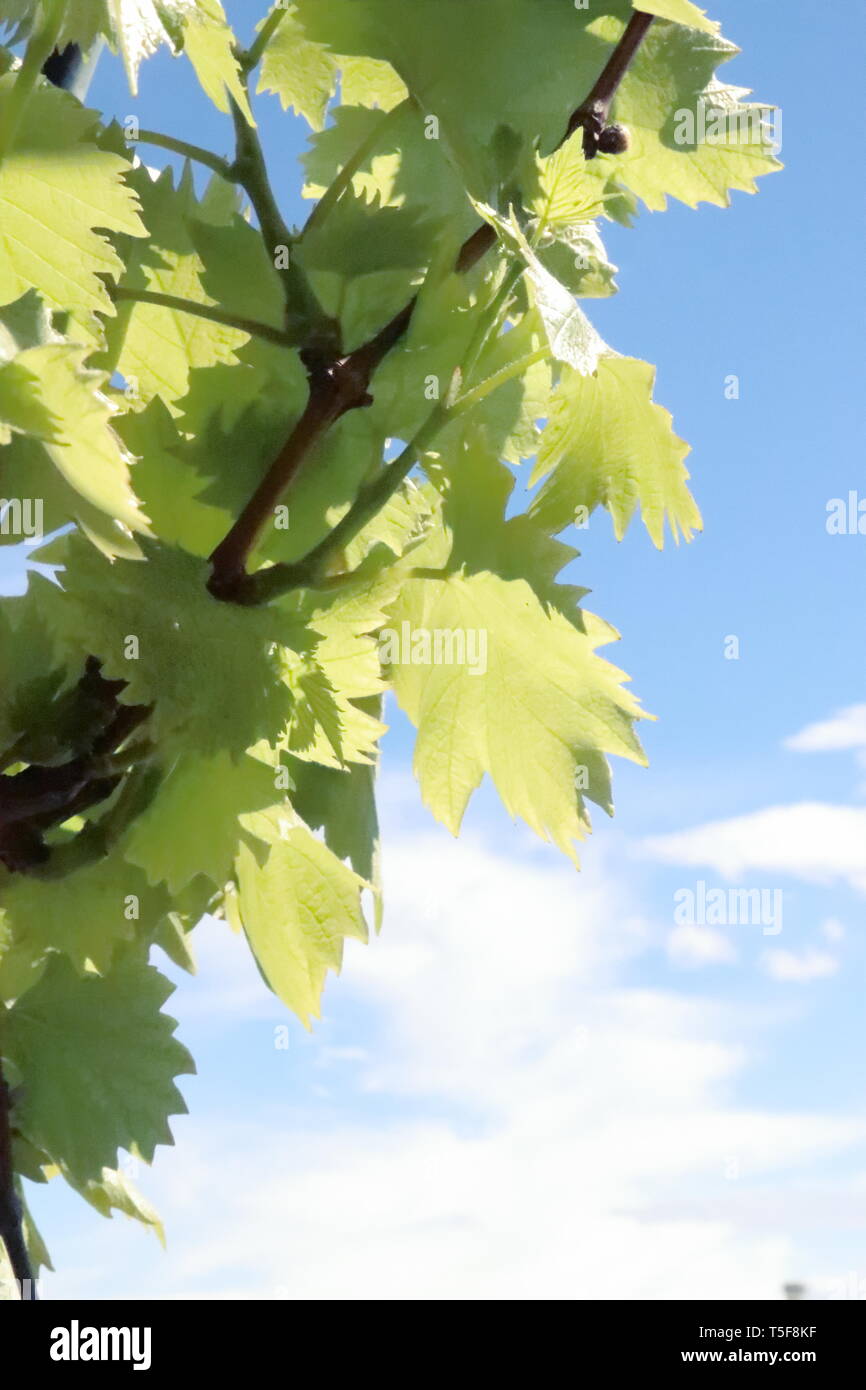 Vigne sur un balcon Banque D'Images