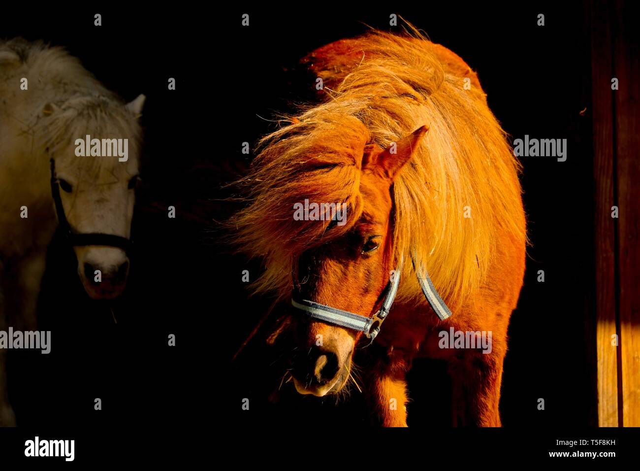 Pony sort de l'obscurité dans la lumière du soleil d'or Banque D'Images