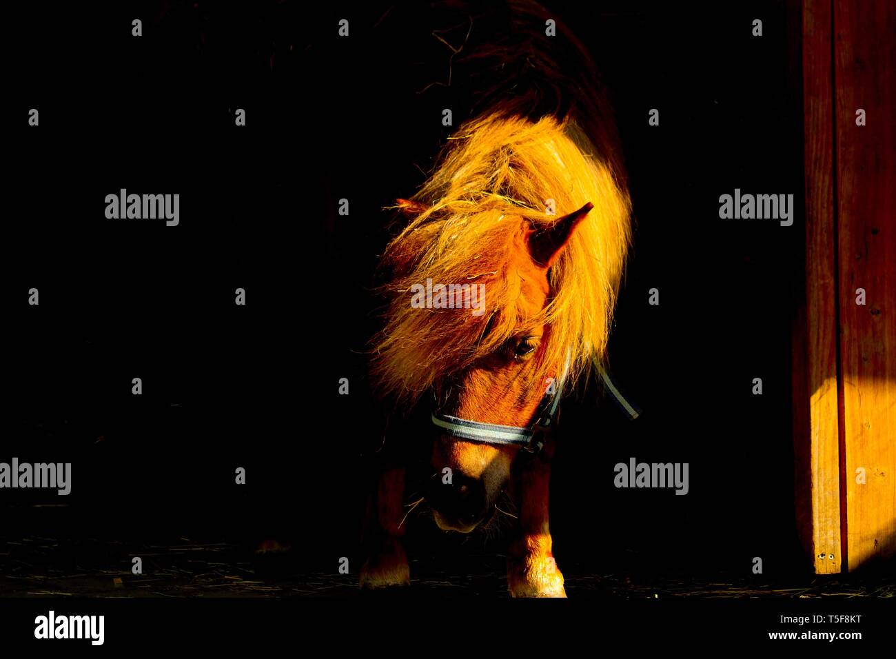 Pony sort de l'obscurité dans la lumière du soleil d'or Banque D'Images