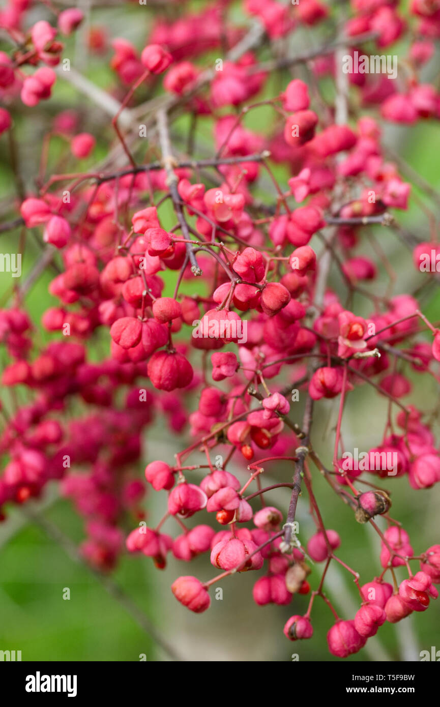 Euonymus hamiltonianus 'Rising Sun'. Banque D'Images