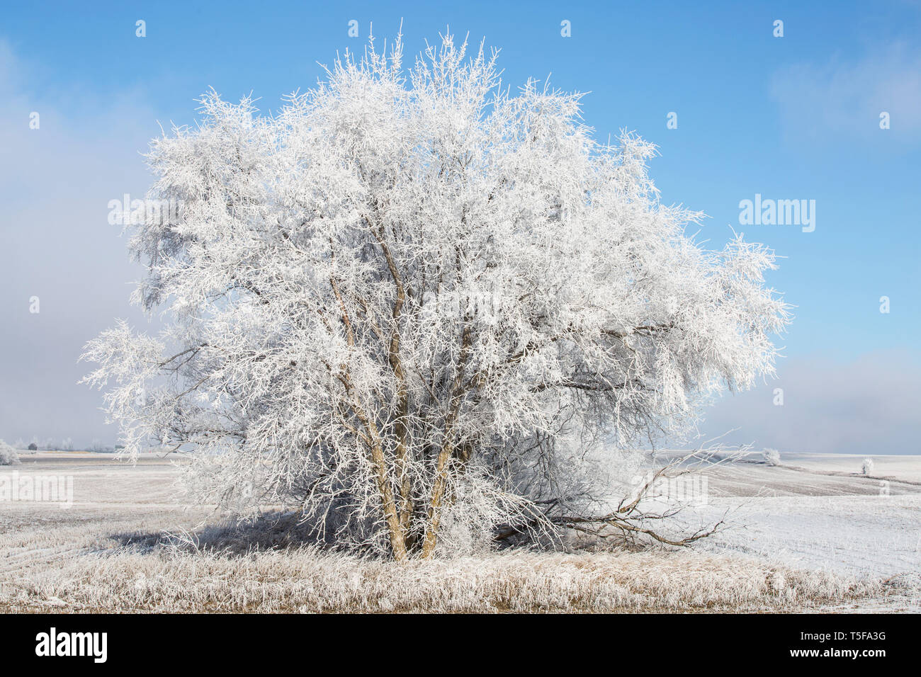 Soleil sur les arbres gelés près de Tioga, Dakota du Nord Banque D'Images