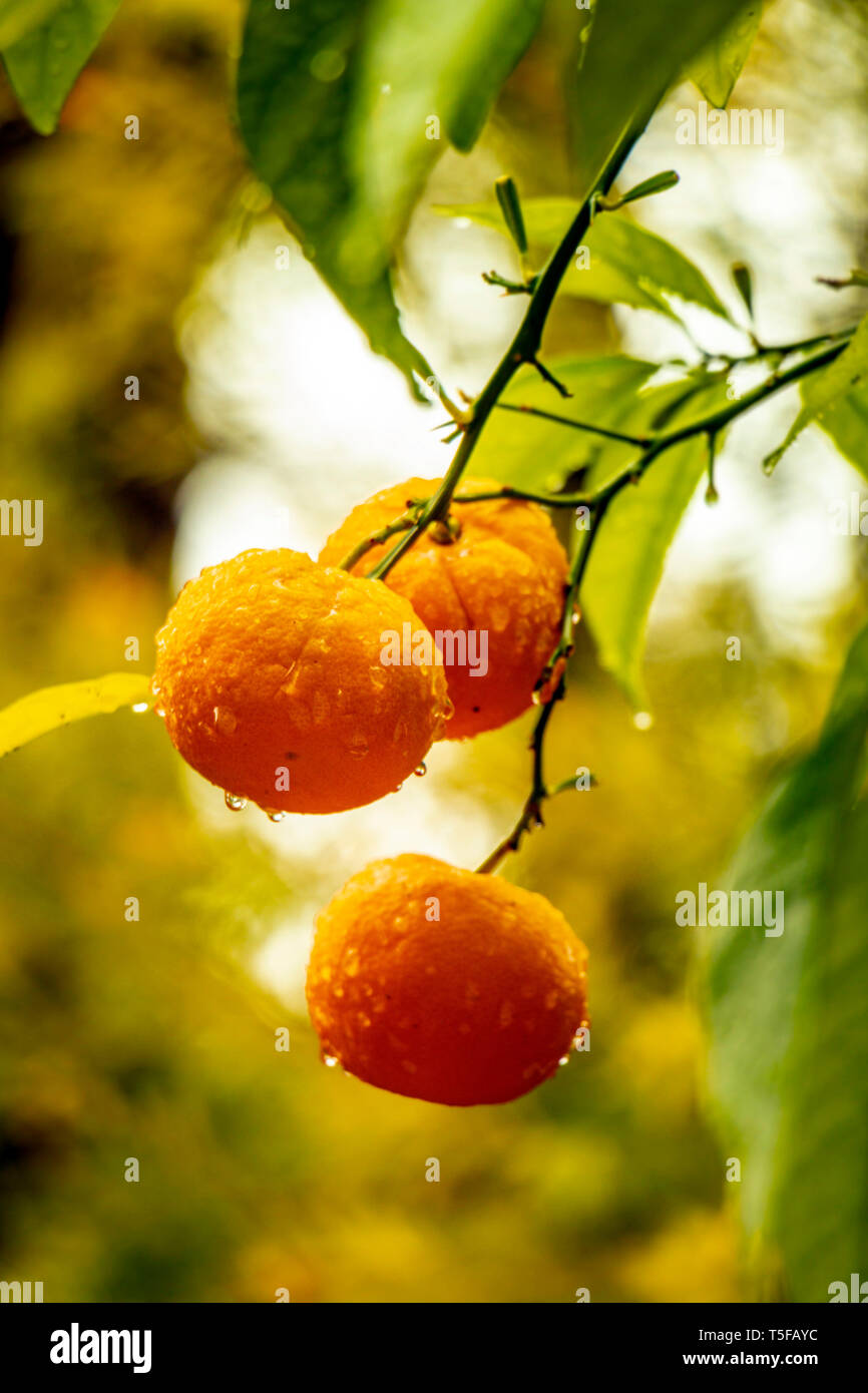 Close-up d'oranges suspendues à un arbre à Alicante, Espagne Banque D'Images