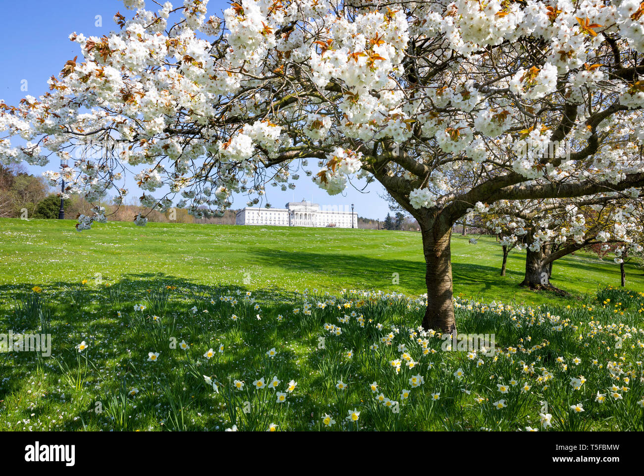 Motifs de Stormont, à Belfast au printemps Banque D'Images