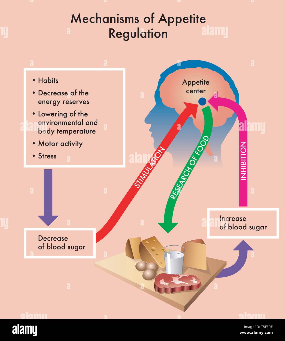 Schéma médical montrant des mécanismes de régulation de l'appétit. Illustration de Vecteur