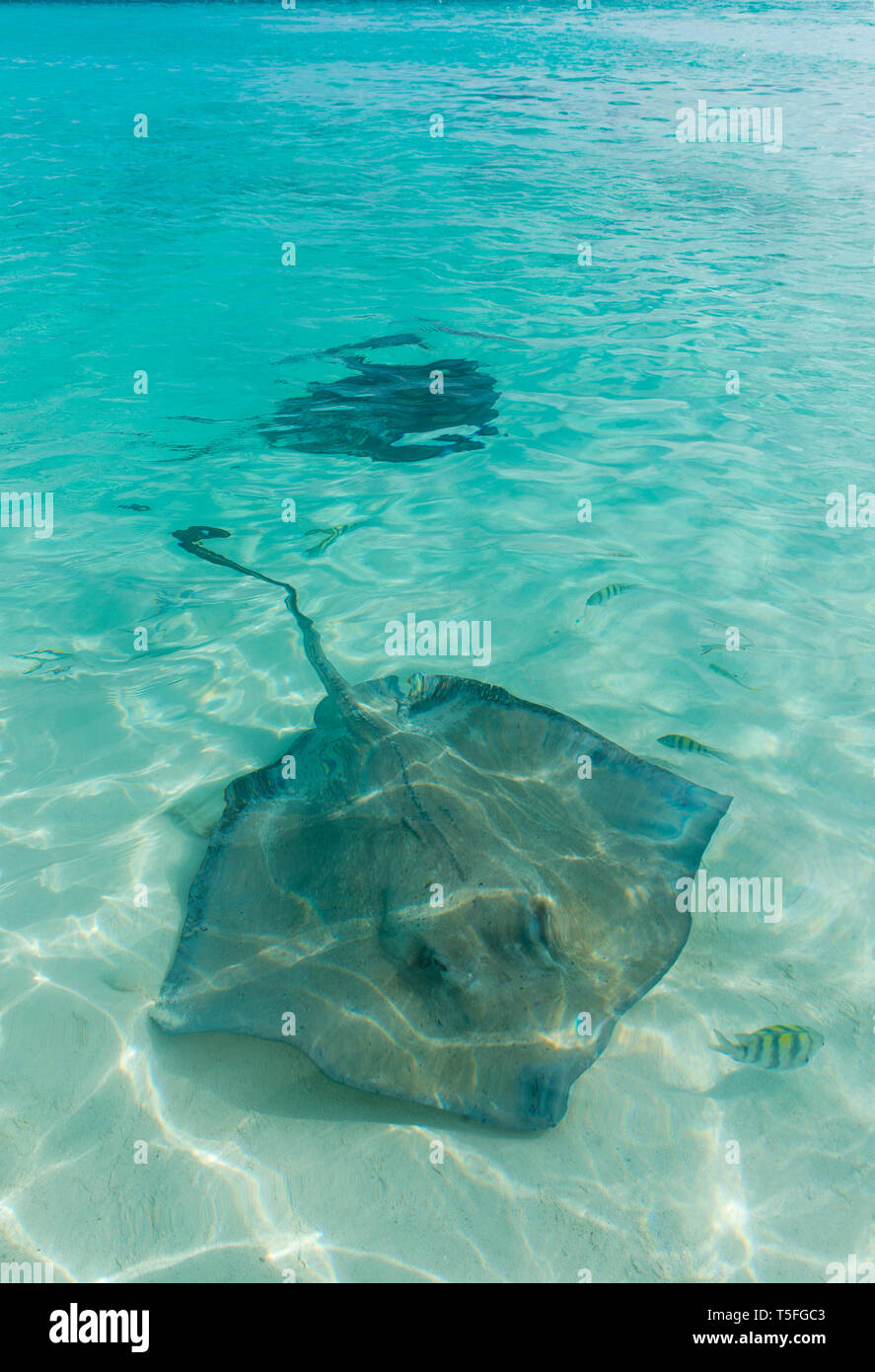 Caraïbes, Bahamas, Exuma, raies nager dans les eaux turquoise clair Banque D'Images