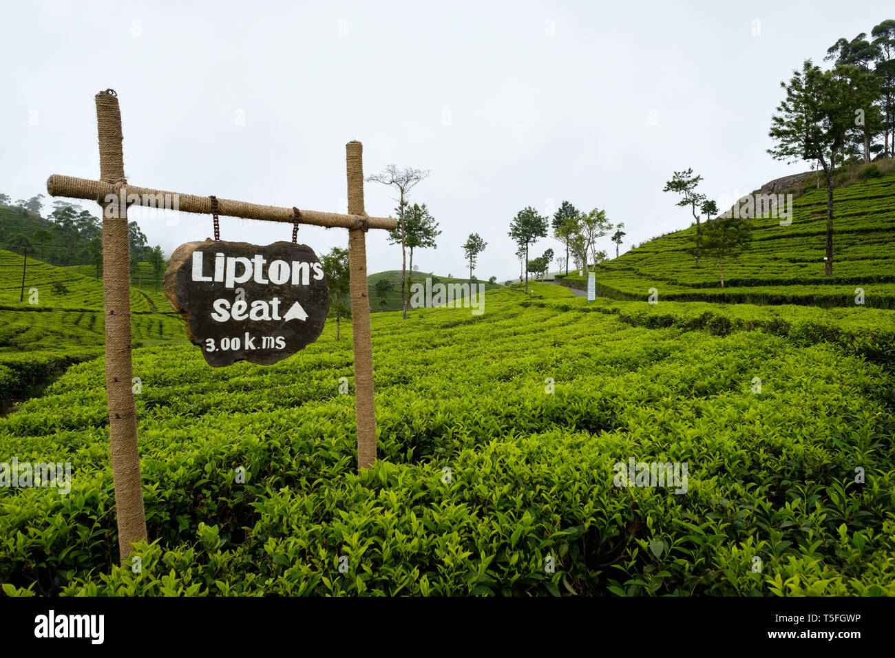 SRI LANKA, HAPUTALE - avril 18, 2018 : route de célèbre la plantation de thé Lipton appelé siège. Banque D'Images