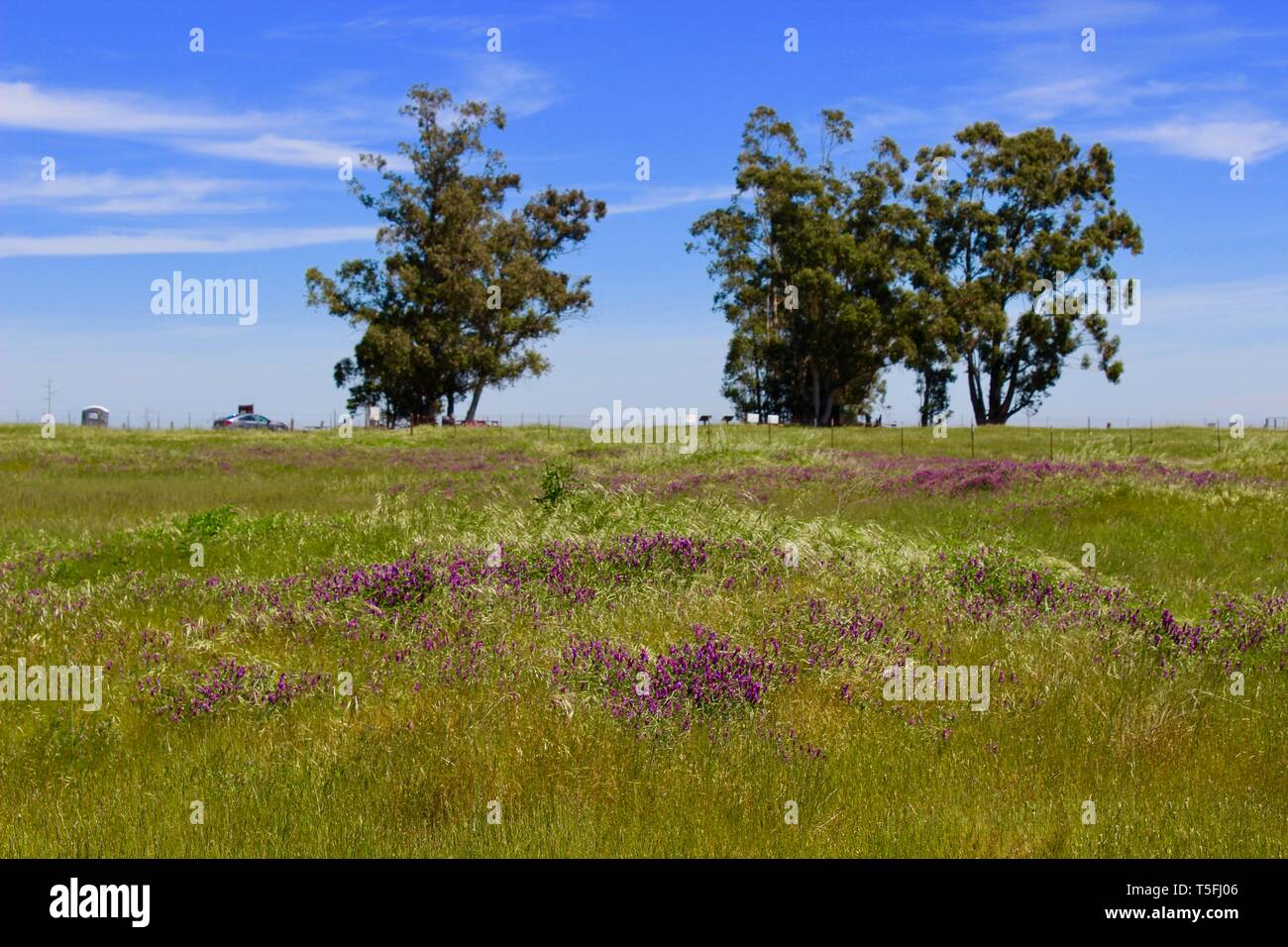 Fleurs sauvages, réserve de Jepson Prairie, Dixon, Californie Banque D'Images