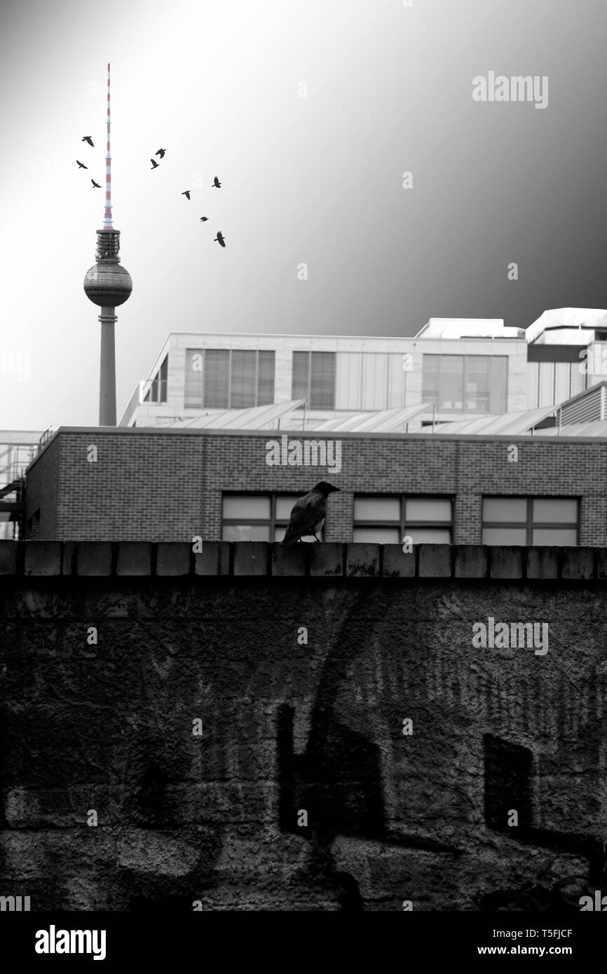 Un corbeau debout sur un fond sombre et de graffitis avant une série de bâtiments commerciaux rectangulaire et la tour de télévision. Banque D'Images