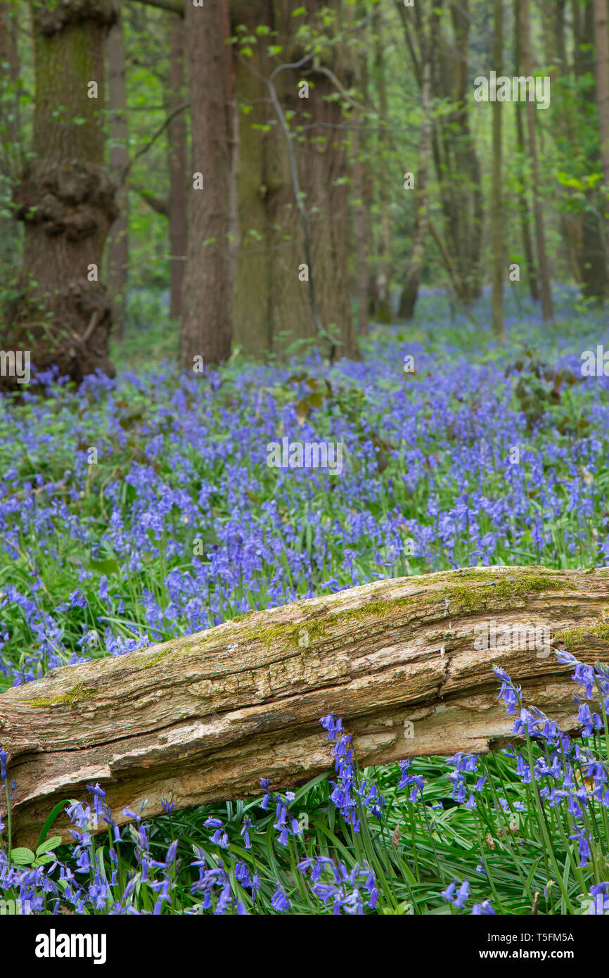 Bluebell flowers dans un bois. Banque D'Images