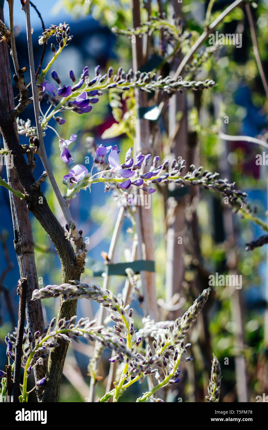 Les jeunes plantes en fleurs fleurs de glycine Banque D'Images