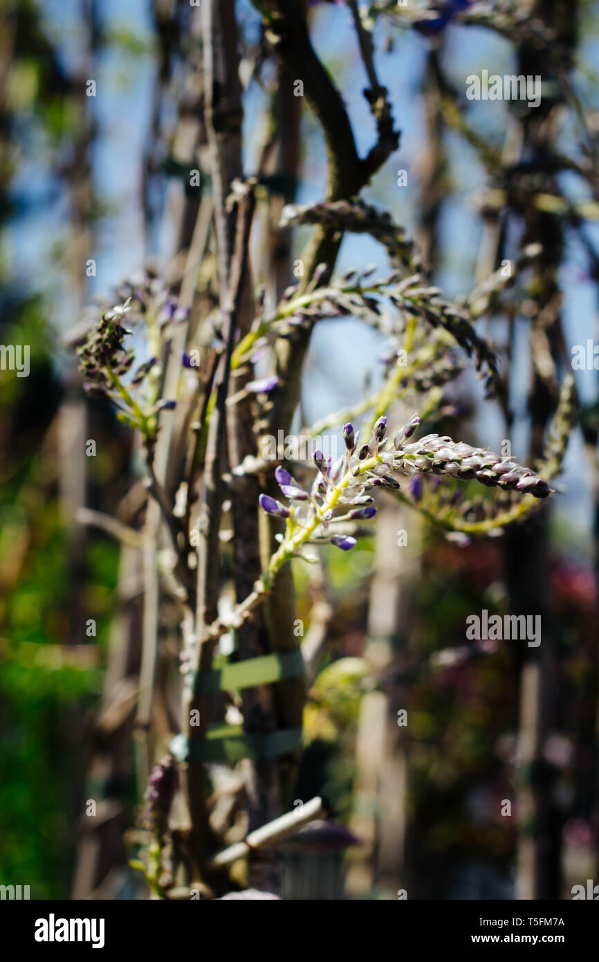 Les jeunes plantes en fleurs fleurs de glycine Banque D'Images