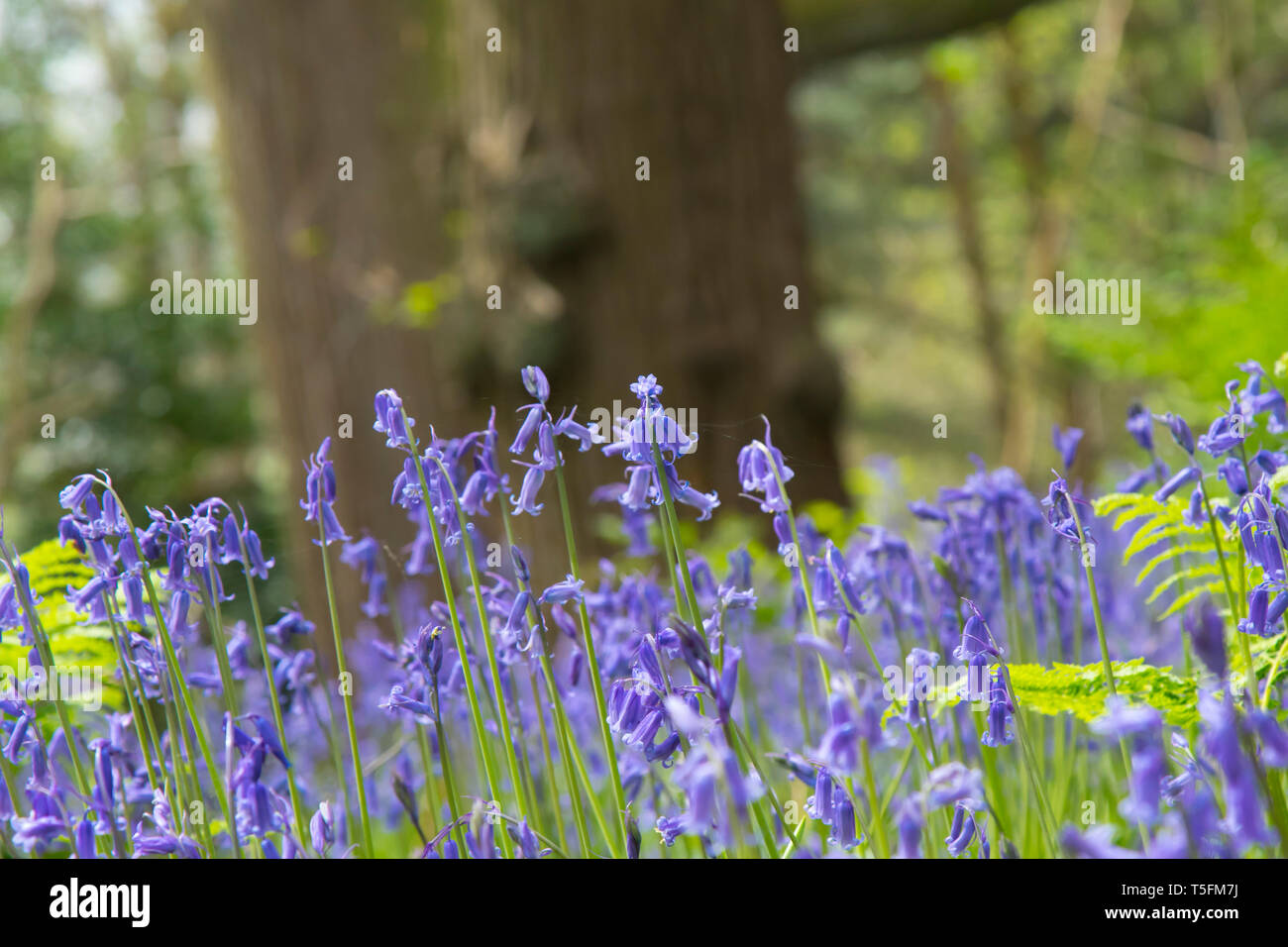 Close up de printemps English common bluebells (Hyacinthoides non-scripta) dans leur cadre naturel. Bluebell ensoleillées fleurs et fougères dans UK total. Banque D'Images