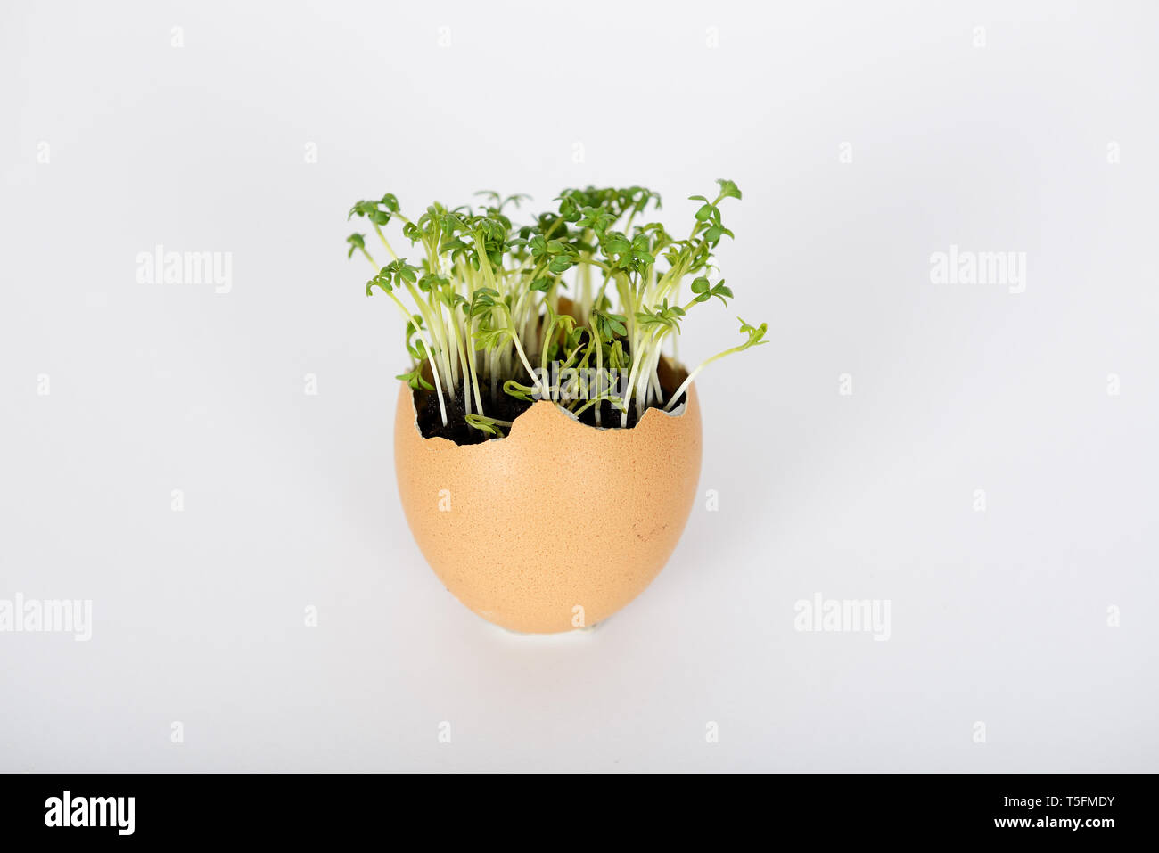 L'œuf avec le sol et les plantes à l'intérieur de plus en plus microgreens Banque D'Images