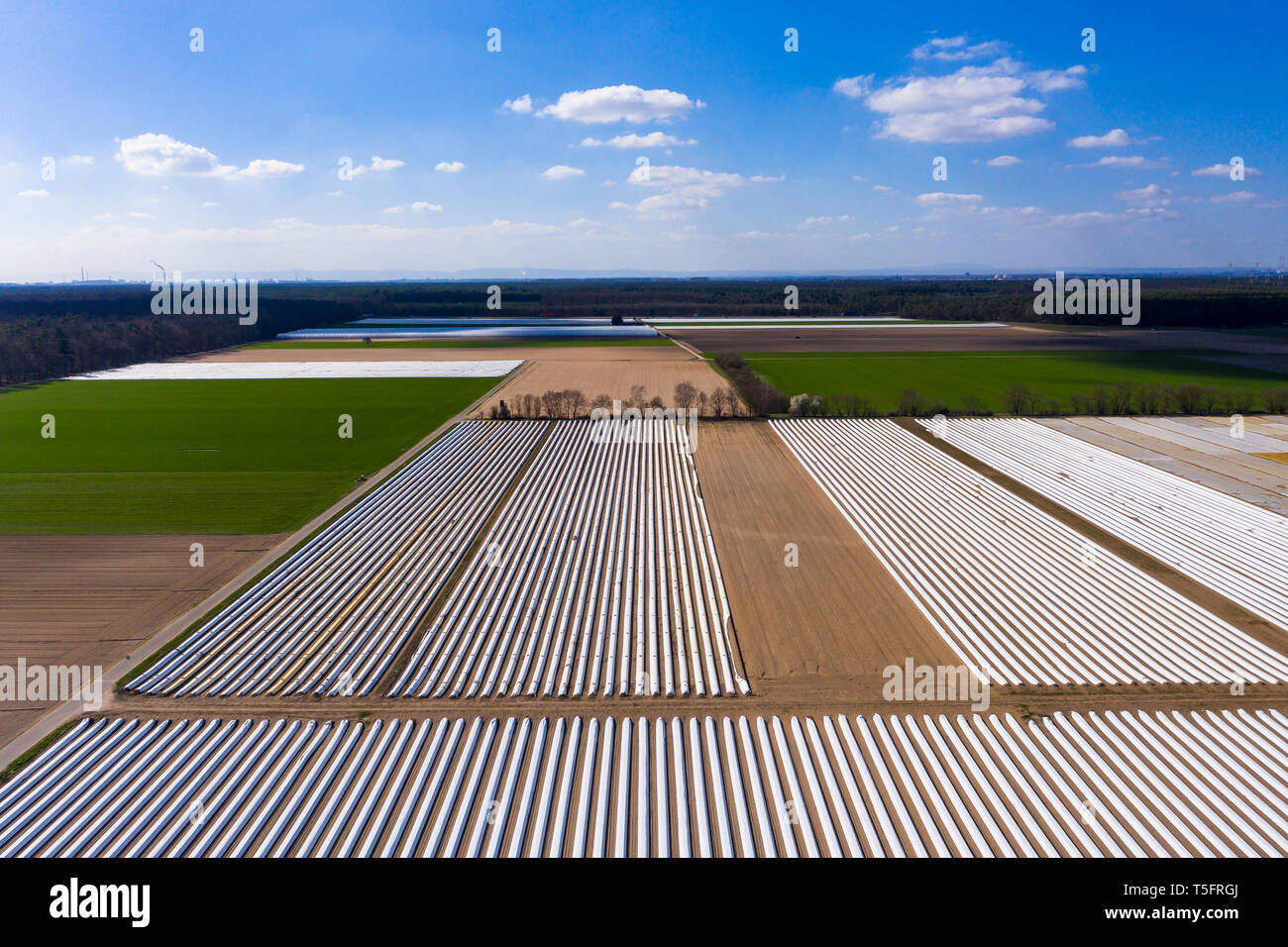 Allemagne, Hesse, vue aérienne du champ d'asperges avec avion blanc Banque D'Images