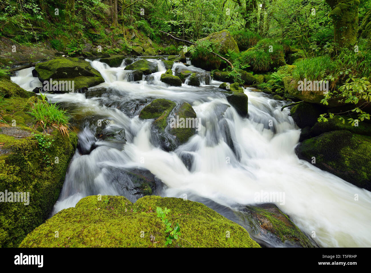 River Fowey, Liskeard, Cornwall, England, UK. Banque D'Images