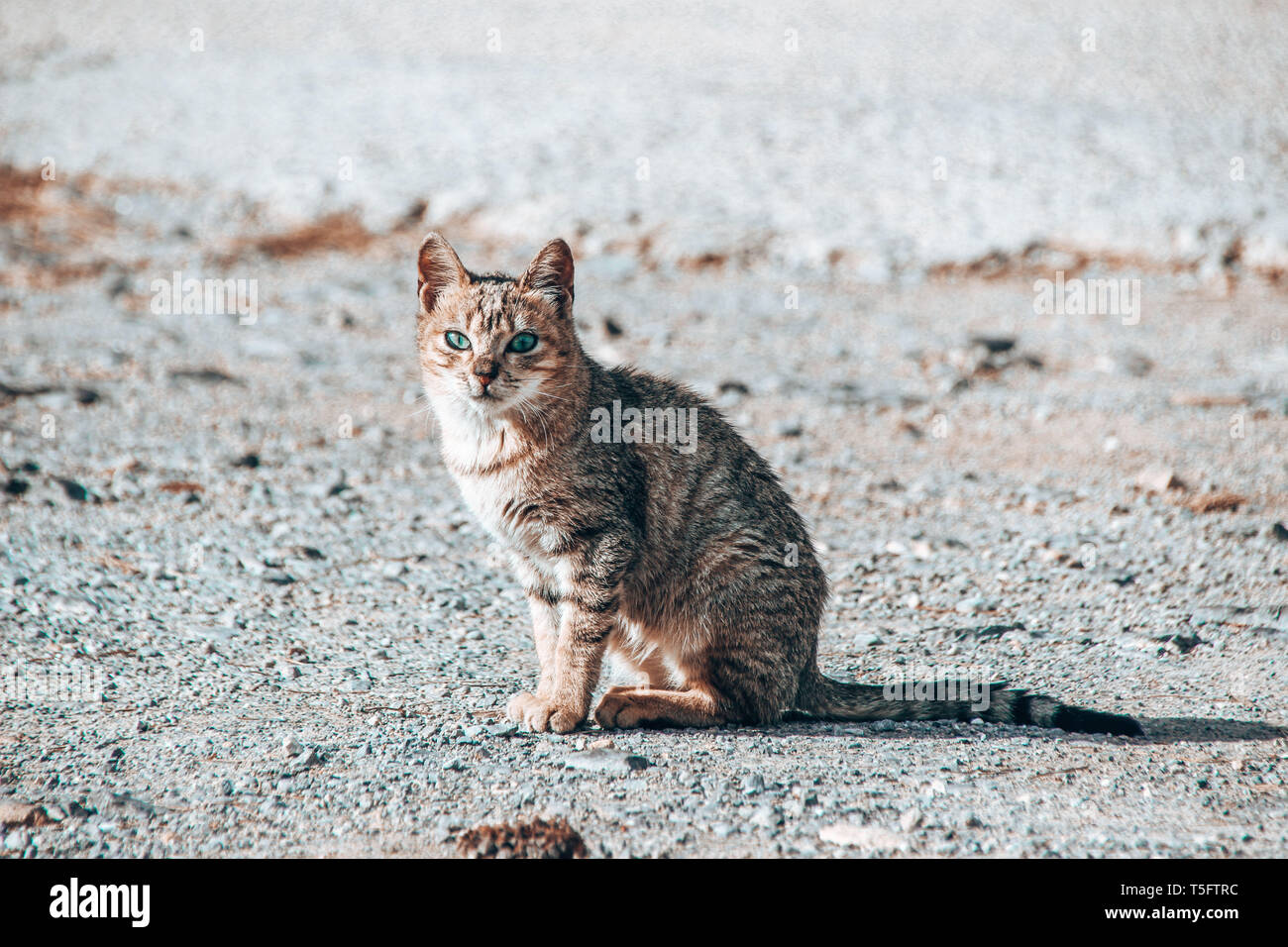 Straßenkatzen Streuner auf Mallorca Banque D'Images