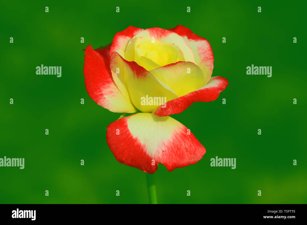 Rose rouge et jaune, Visakhapatnam, Andhra Pradesh, Inde, Asie Banque D'Images