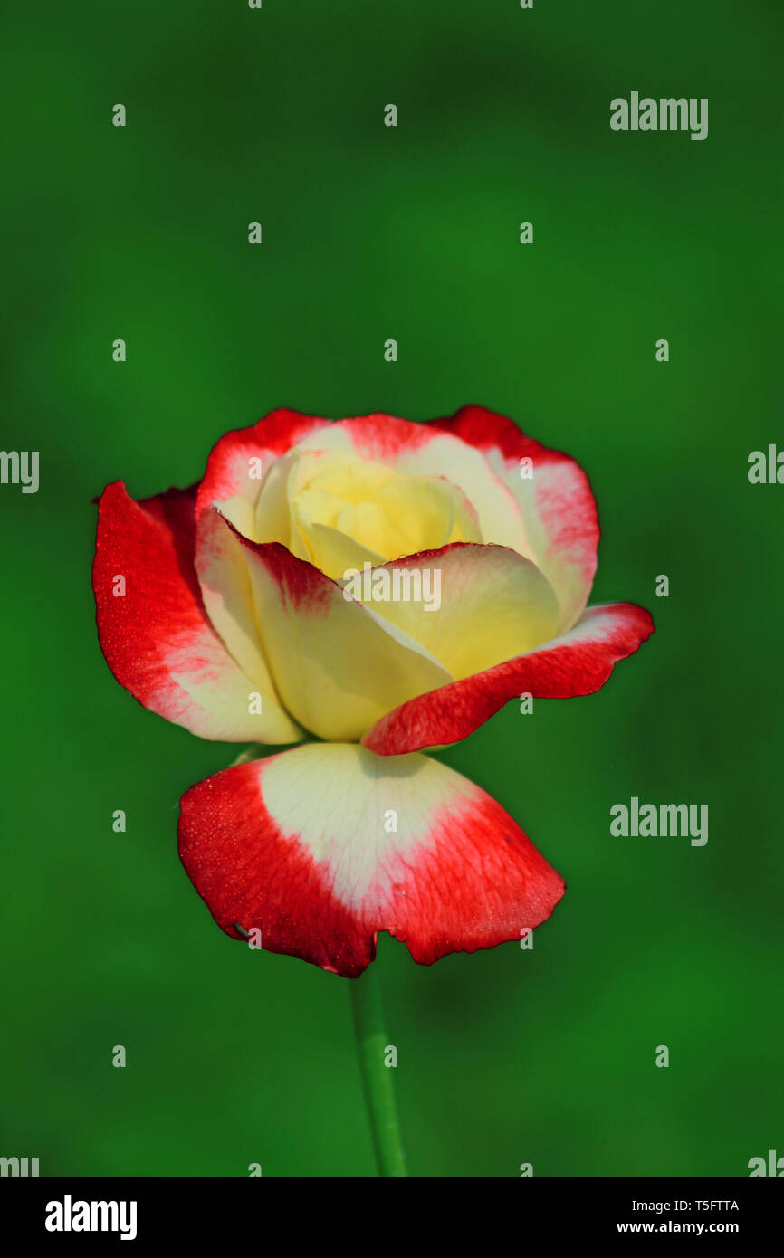 Rose rouge et jaune, Visakhapatnam, Andhra Pradesh, Inde, Asie Banque D'Images