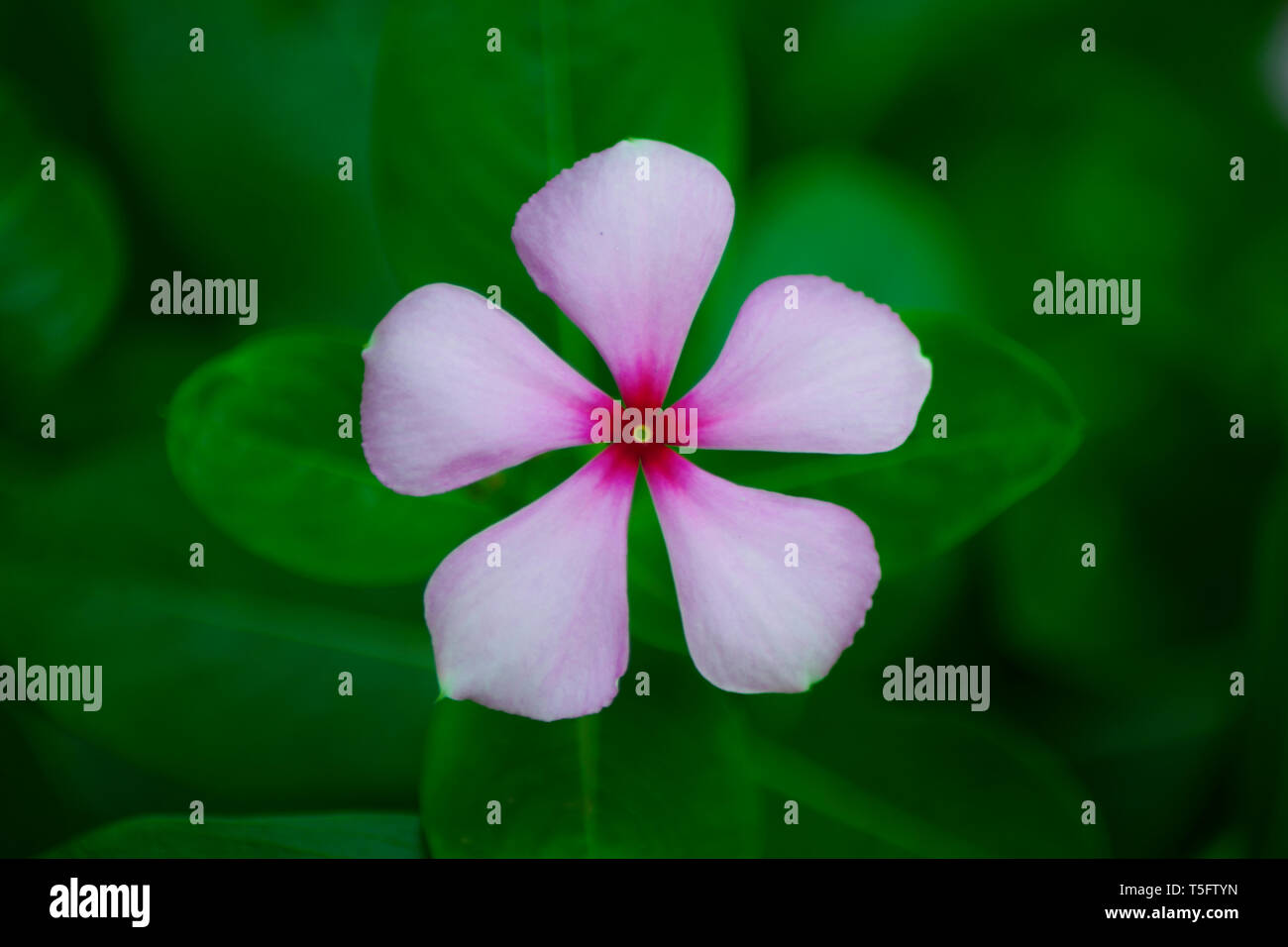 Vinca rosea fleur, Inde, Asie Banque D'Images