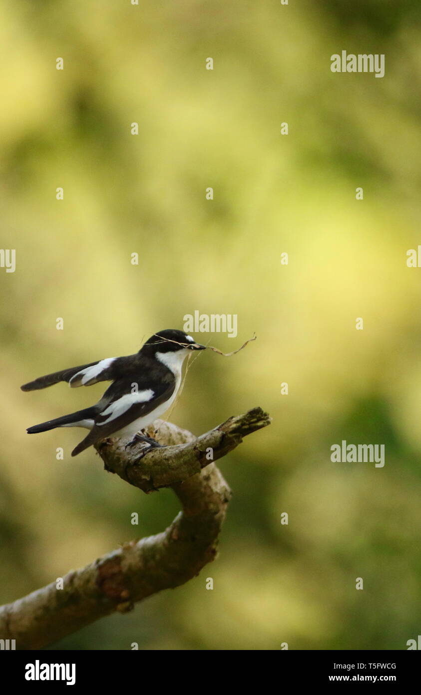 Homme (Ficedula hypoleuca) collecte et l'affichage de matériel de nidification dans l'ancienne aile bois. Staffordshire, Royaume-Uni, avril 2019 Banque D'Images