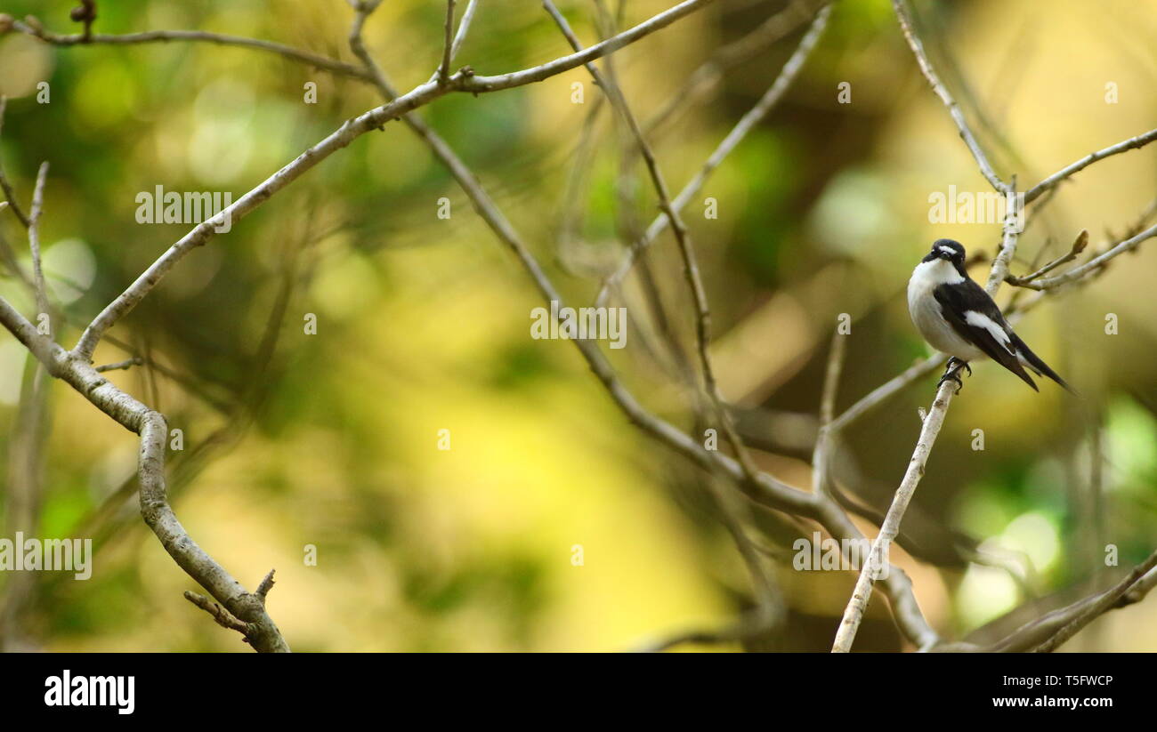 Portrait de l'homme remarquable (Ficedula hypoleuca) dans l'ancien français total. Staffordshire, Royaume-Uni, avril 2019 Banque D'Images