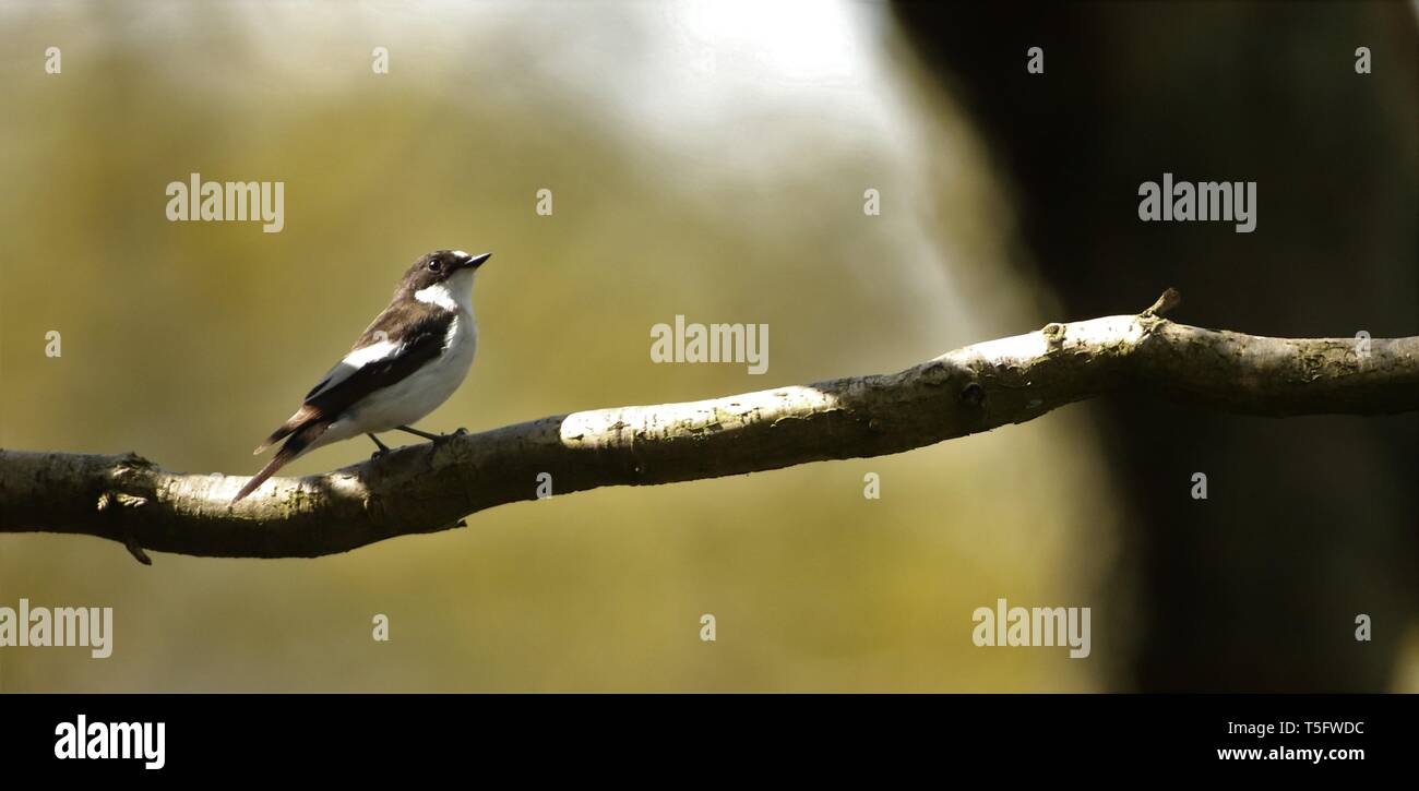 Portrait de l'homme remarquable (Ficedula hypoleuca) dans l'ancien français total. Staffordshire, Royaume-Uni, avril 2019 Banque D'Images
