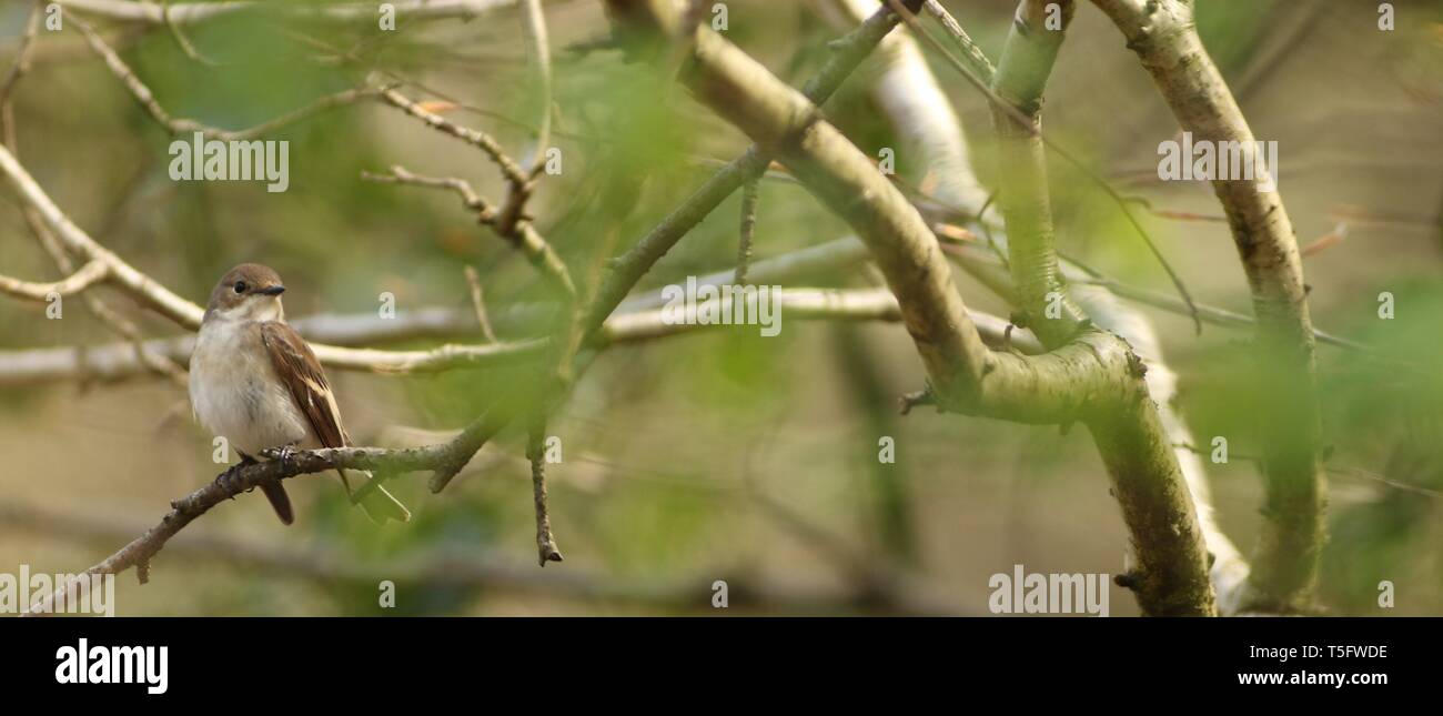 Femme (Ficedula hypoleuca) prendre une pause pour la construction du nid dans l'ancien français total. Staffordshire, Royaume-Uni, avril 2019. Banque D'Images