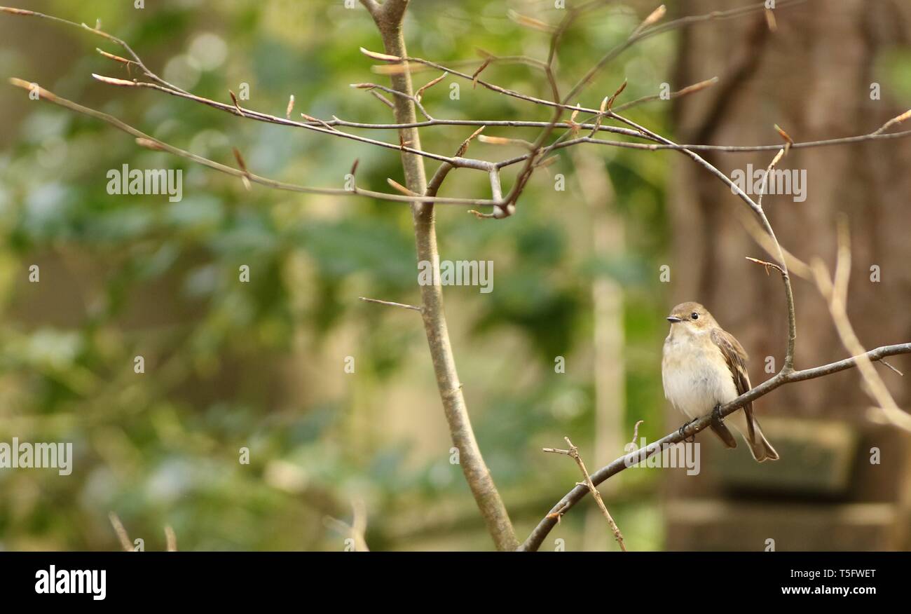 Femme (Ficedula hypoleuca) prendre une pause pour la construction du nid dans l'ancien français total. Staffordshire, Royaume-Uni, avril 2019. Banque D'Images