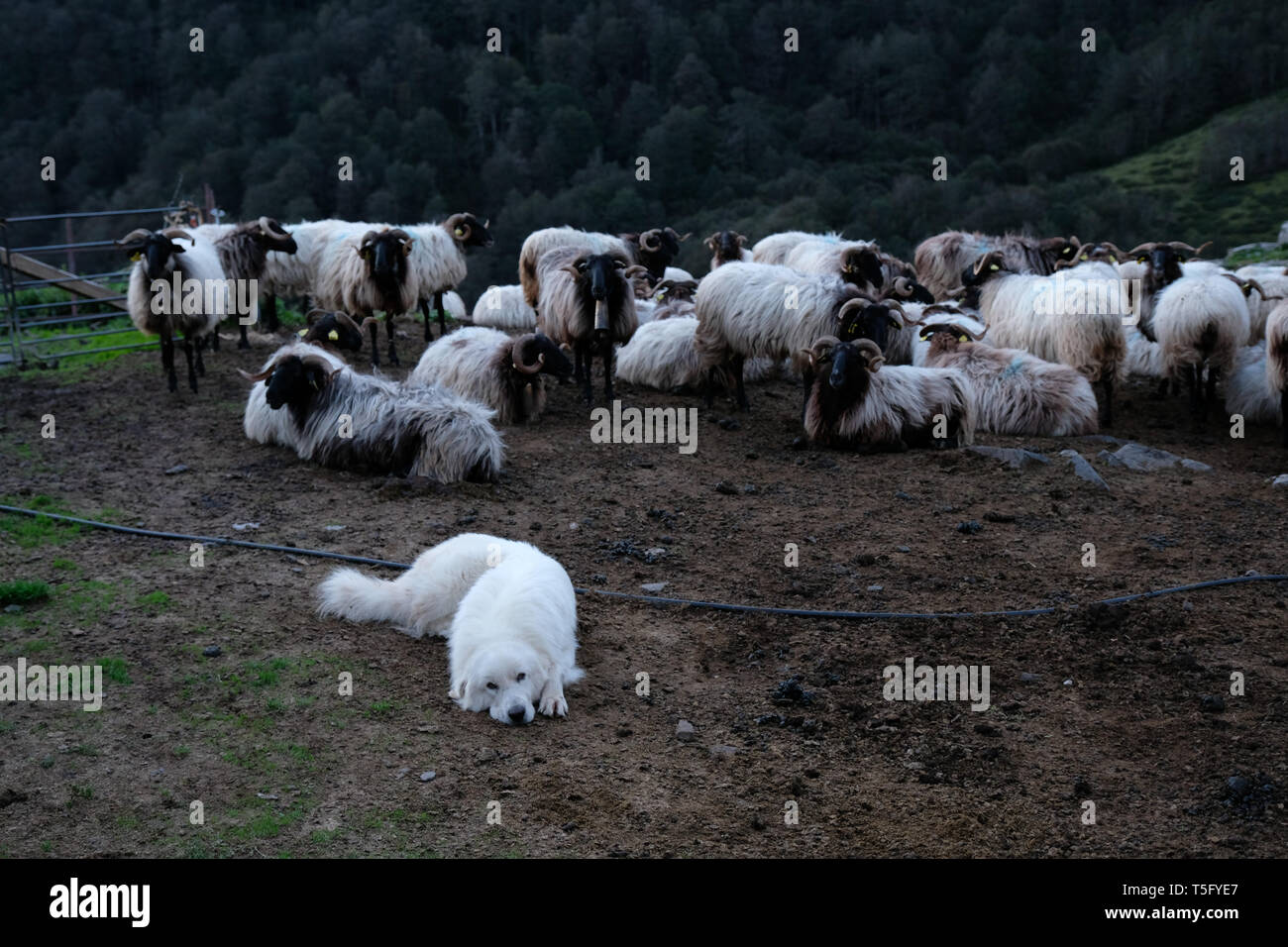 LESCUN, FRANCE - Le 19 mars : un chien gardant le troupeau de chèvres dans les montagnes, Nouvelle-Aquitaine, Lescun, France le 19 mars 2018 à Lescun, France. Banque D'Images