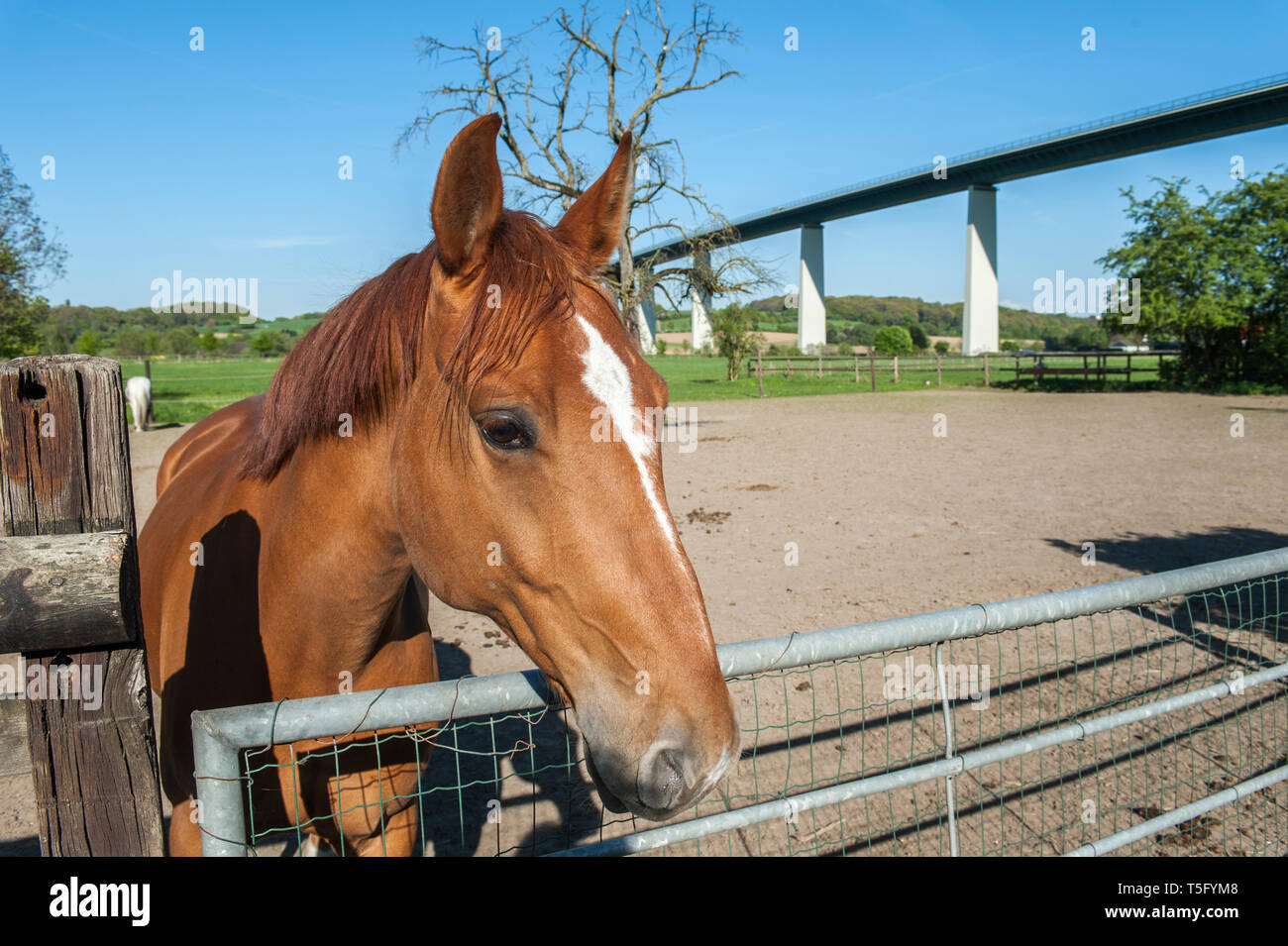 Ein Pferd neugieriges schaut den Betrachter und dazu streckt un seinen Kopf ueber das Gatter. Banque D'Images