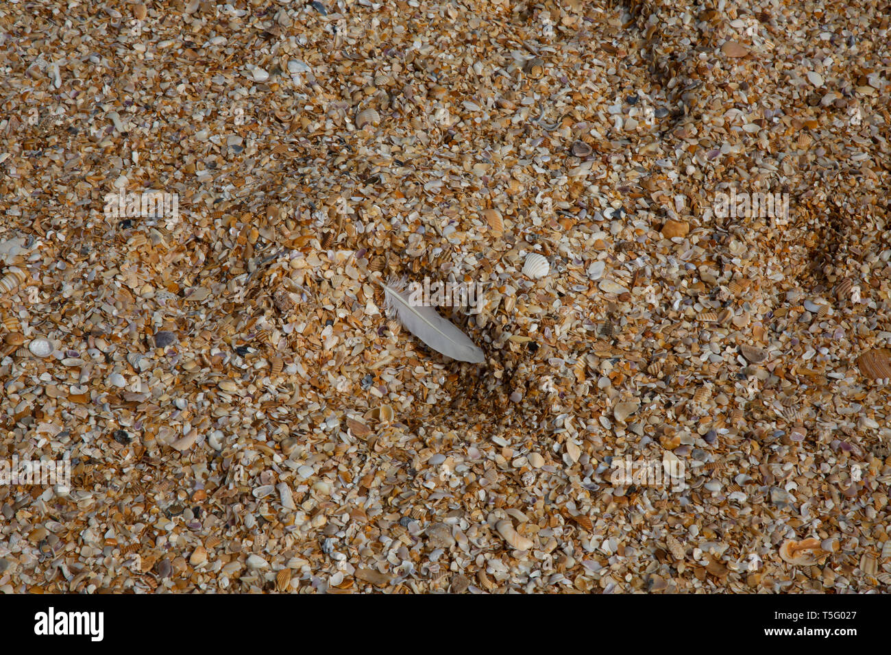 Feather trouvés dans le sable Banque D'Images