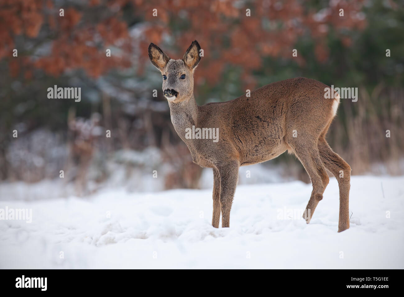 Chevreuil, Capreolus capreolus, dans la neige en hiver. Banque D'Images