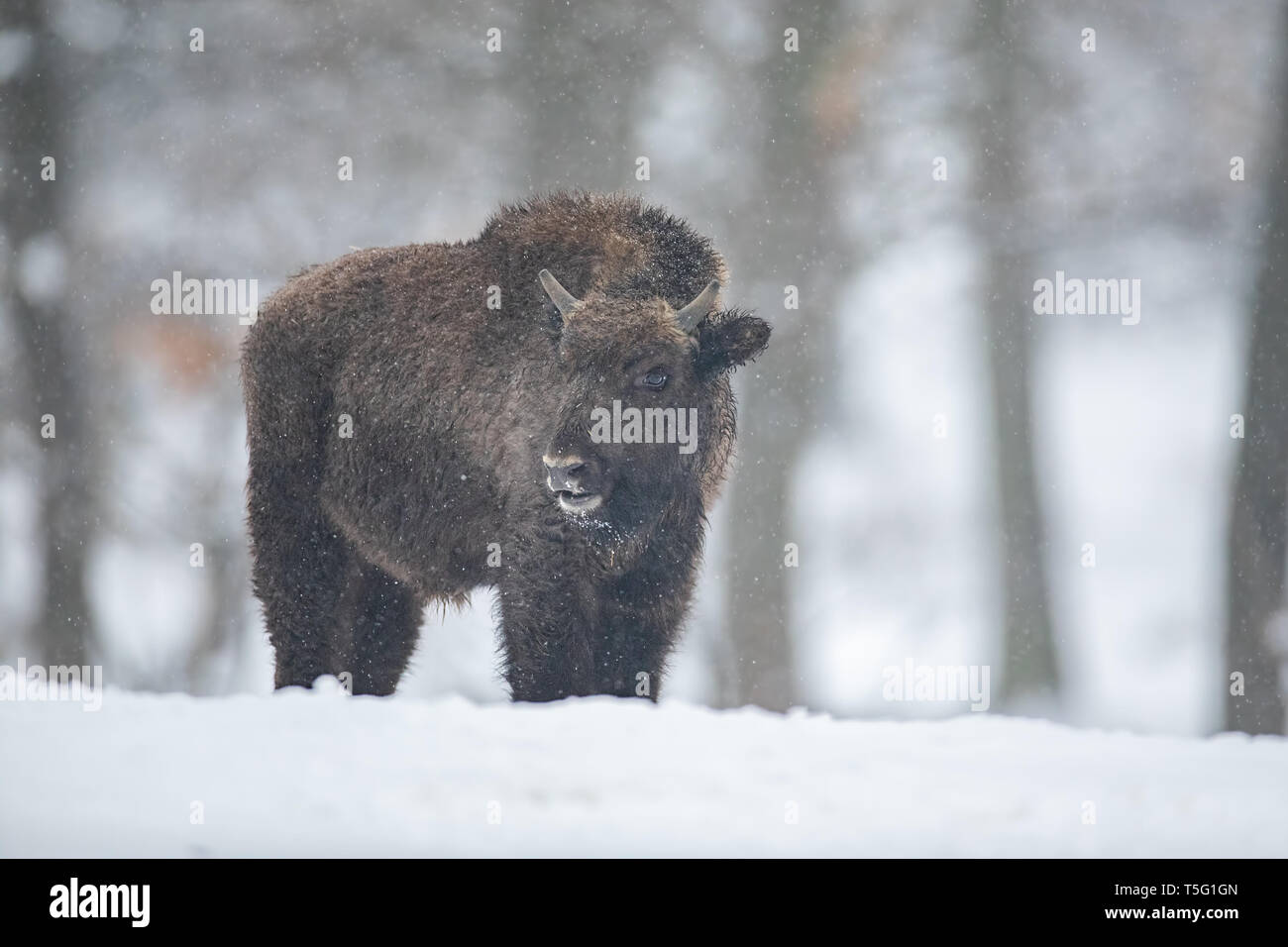 Bison d'Europe, le bison bonasus, dans la forêt avec de la neige. Banque D'Images