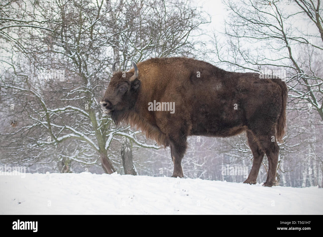 Bison d'Europe, le bison bonasus, dans la forêt avec de la neige. Banque D'Images