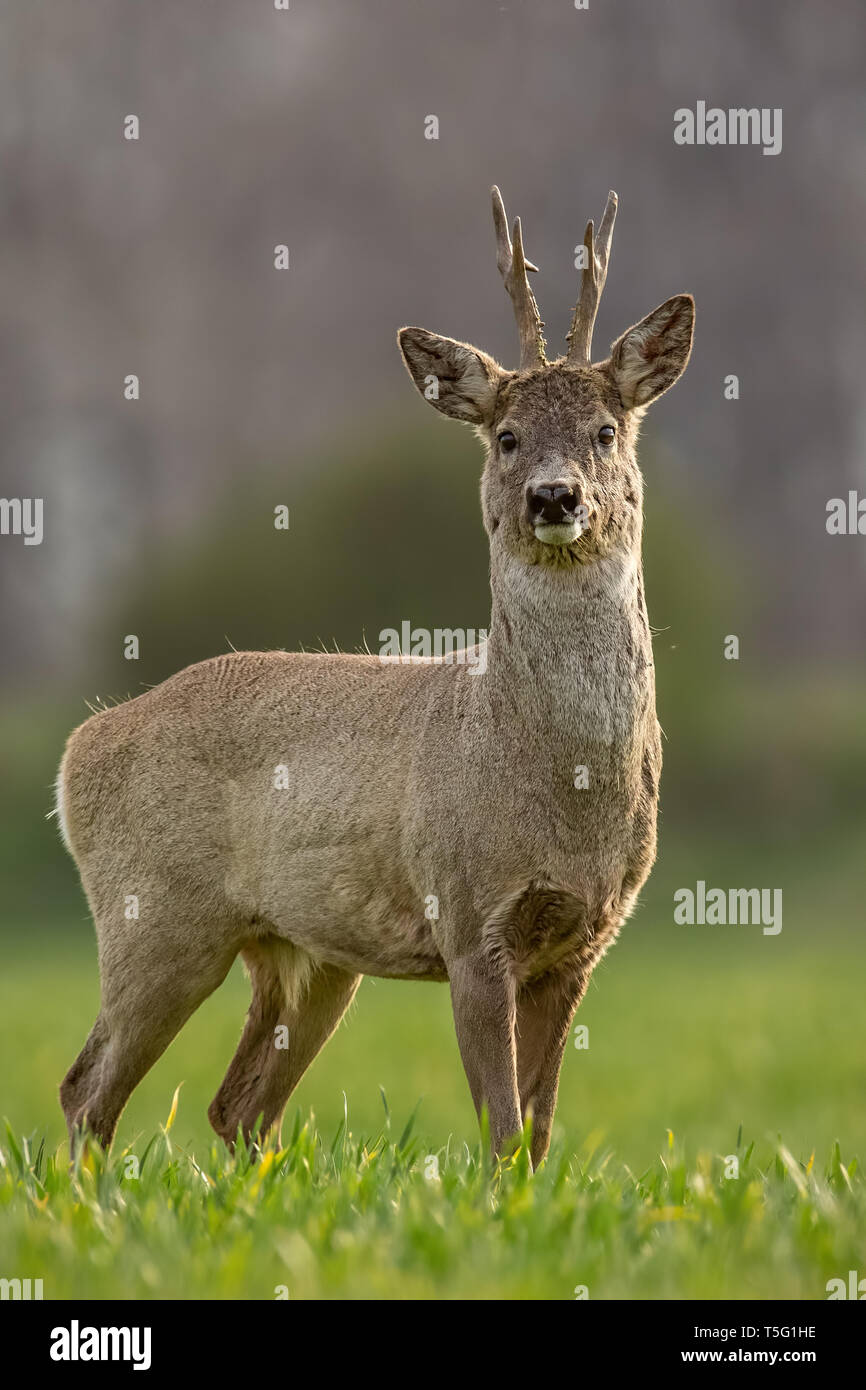 Chevreuil, Capreolus capreolus, buck sur une journée ensoleillée de printemps. Banque D'Images
