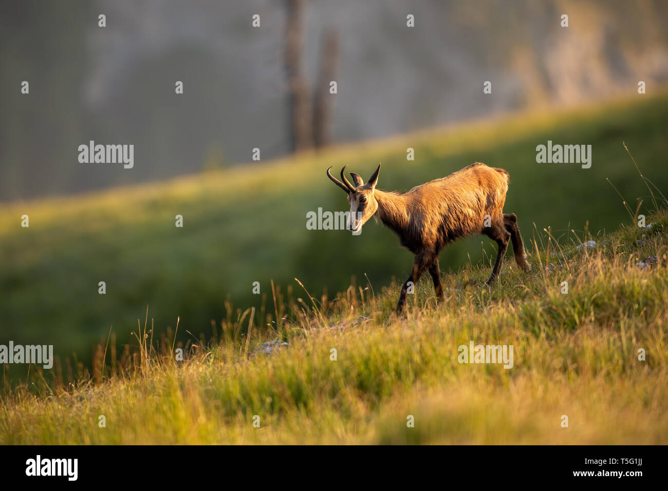 Chamois des Alpes, Rupicapra rupicapra, dans la montagne au coucher du soleil. Banque D'Images