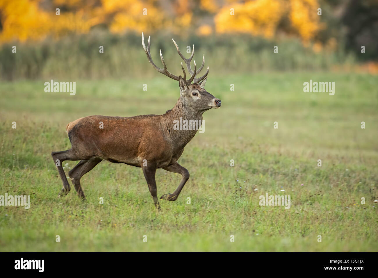 L'exécution de Red Deer, Cervus elaphus, stag tôt le matin la lumière. Banque D'Images