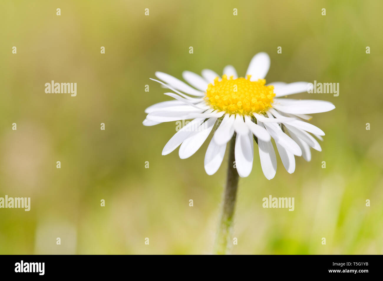 Leucanthemum vulgare, communément connu sous le nom de marguerite blanche, oxeye daisy, daisy chien Banque D'Images