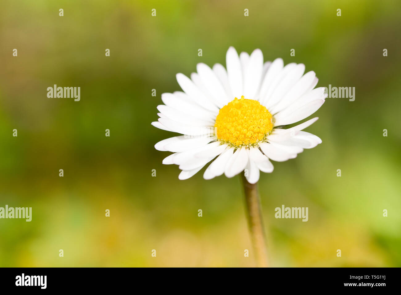 Leucanthemum vulgare, communément connu sous le nom de marguerite blanche, oxeye daisy, daisy chien Banque D'Images