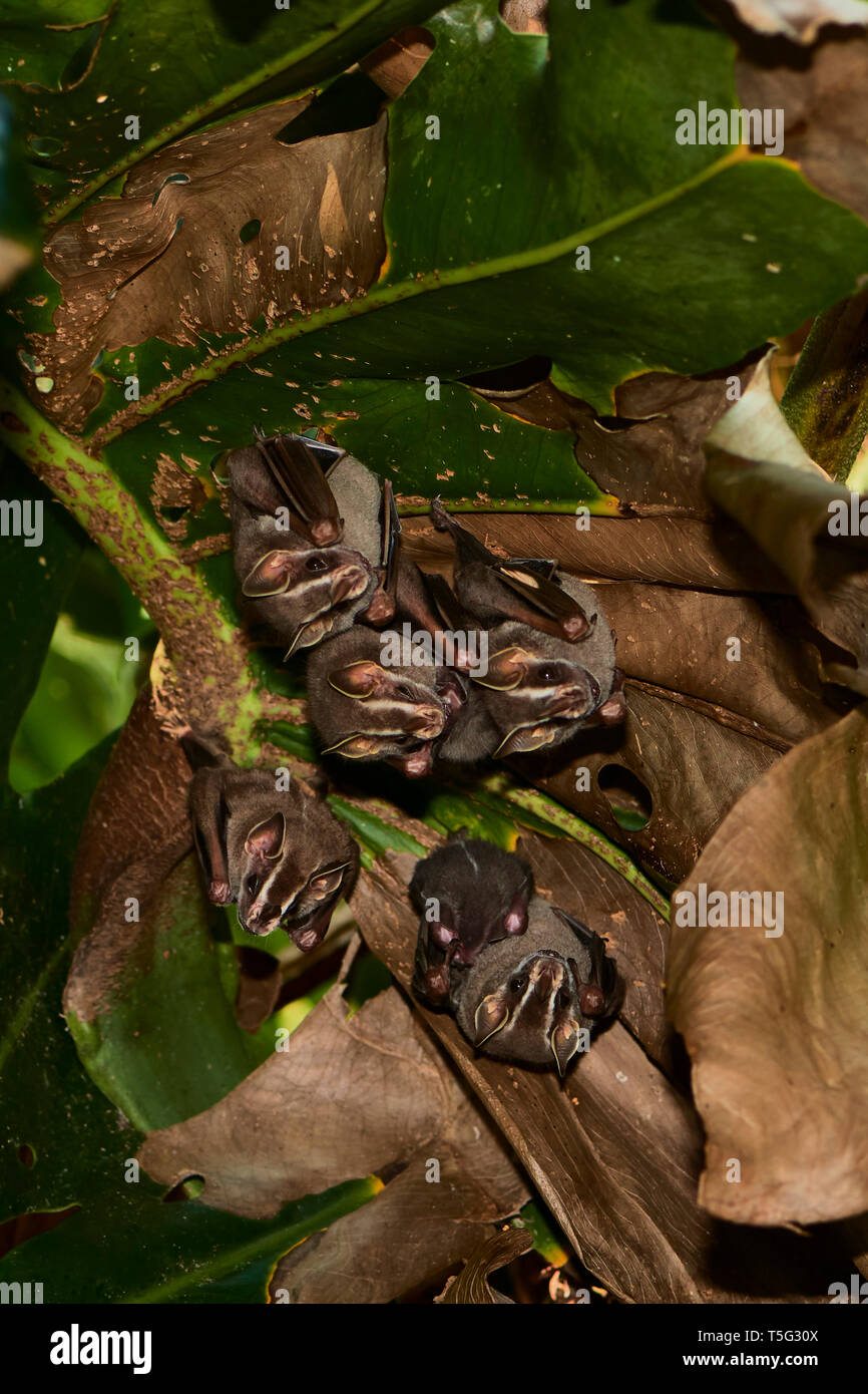 Tente de se percher de décisions les chauves-souris, Uroderma bilobatum, Manuel Antonio, le Centre de la région du Pacifique, le Costa Rica, Amérique Centrale Banque D'Images