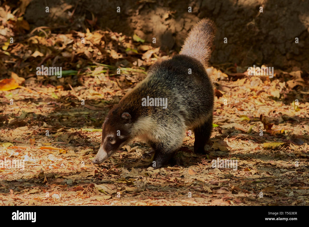 Coati à nez blanc, Nasua narica, Monteverde, Costa Rica, Amérique Centrale Banque D'Images