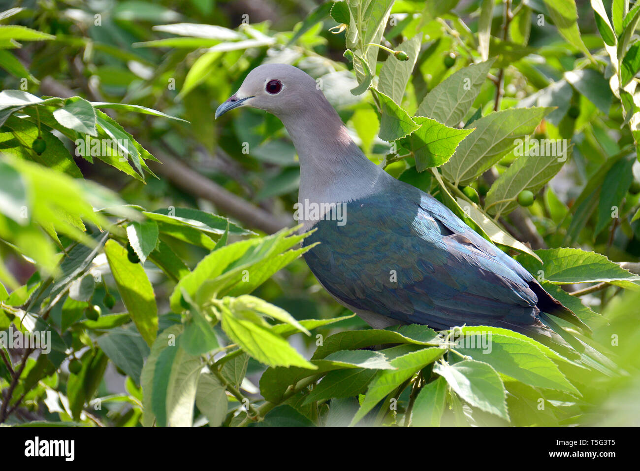 Green pigeon impérial, Ducula aenea, Bronzefruchttaube Glanzfruchttaube császárgalamb,, bronz, Sri Lanka Banque D'Images