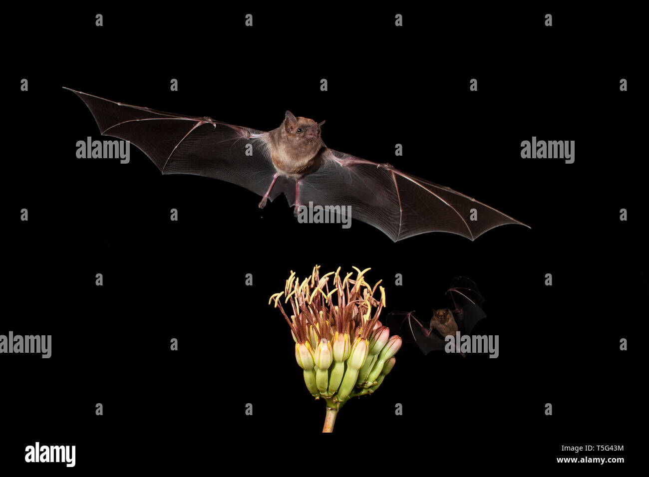 Amérique du Nord ; United States ; Arizona ; vie sauvage ; nuit ; chargeur de nectar ; bec long moindre Bat Leptonycteris curasoae ; ; moindre à nez court Bat ; Cynopteru Banque D'Images
