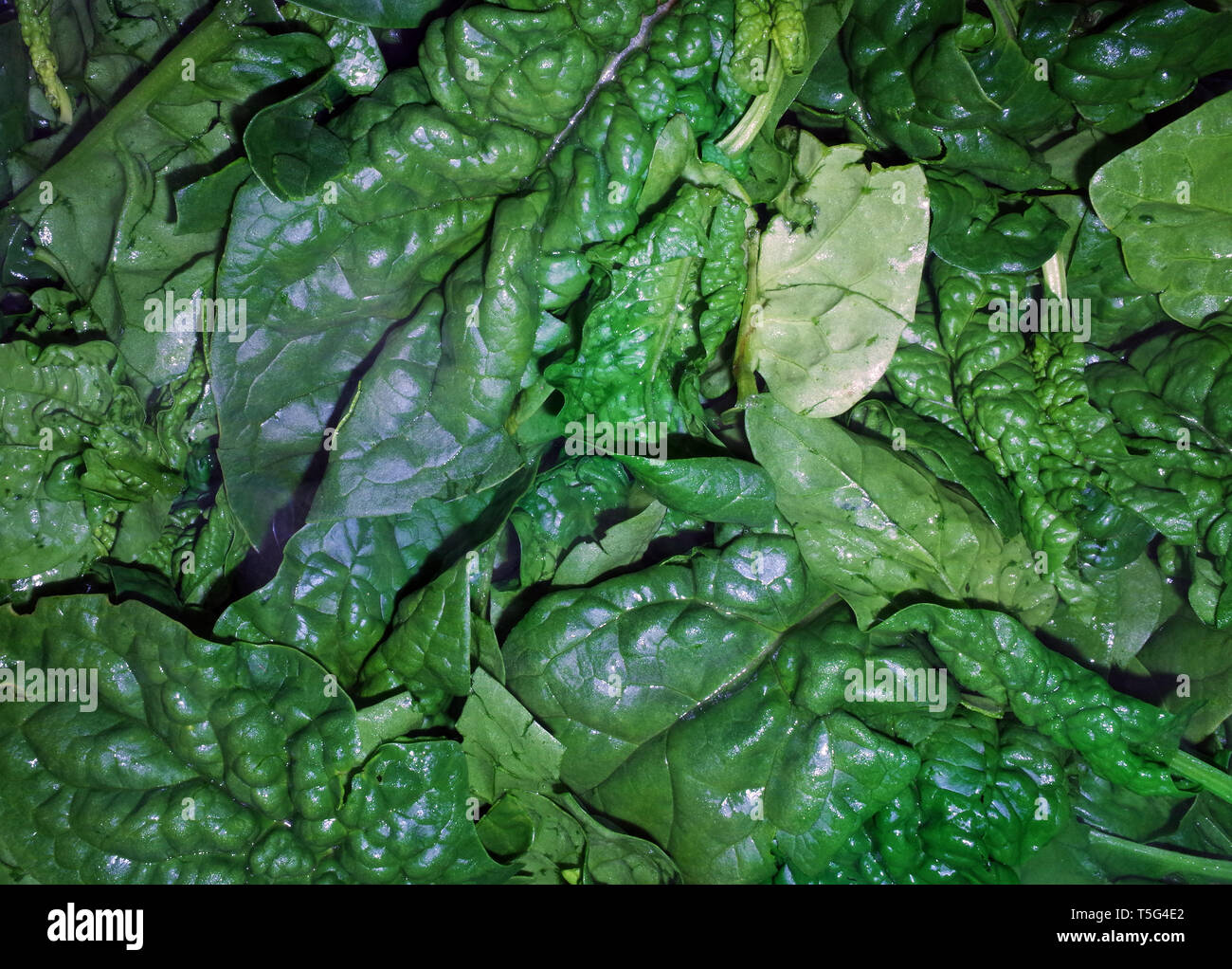 L'Épinard (Spinacia oleracea), close-up Banque D'Images