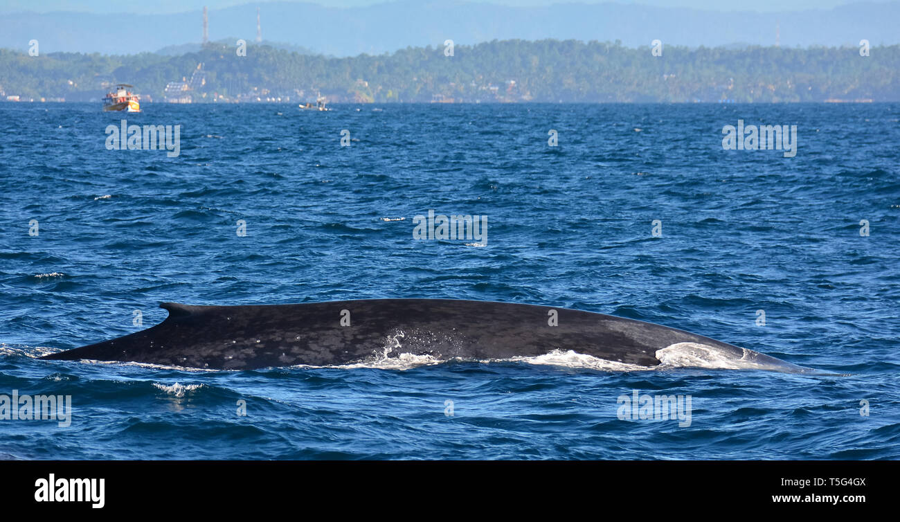 Baleine bleue, Blauwal, baleine bleue, Balaenoptera musculus, kék bálna, Sri lanka Banque D'Images
