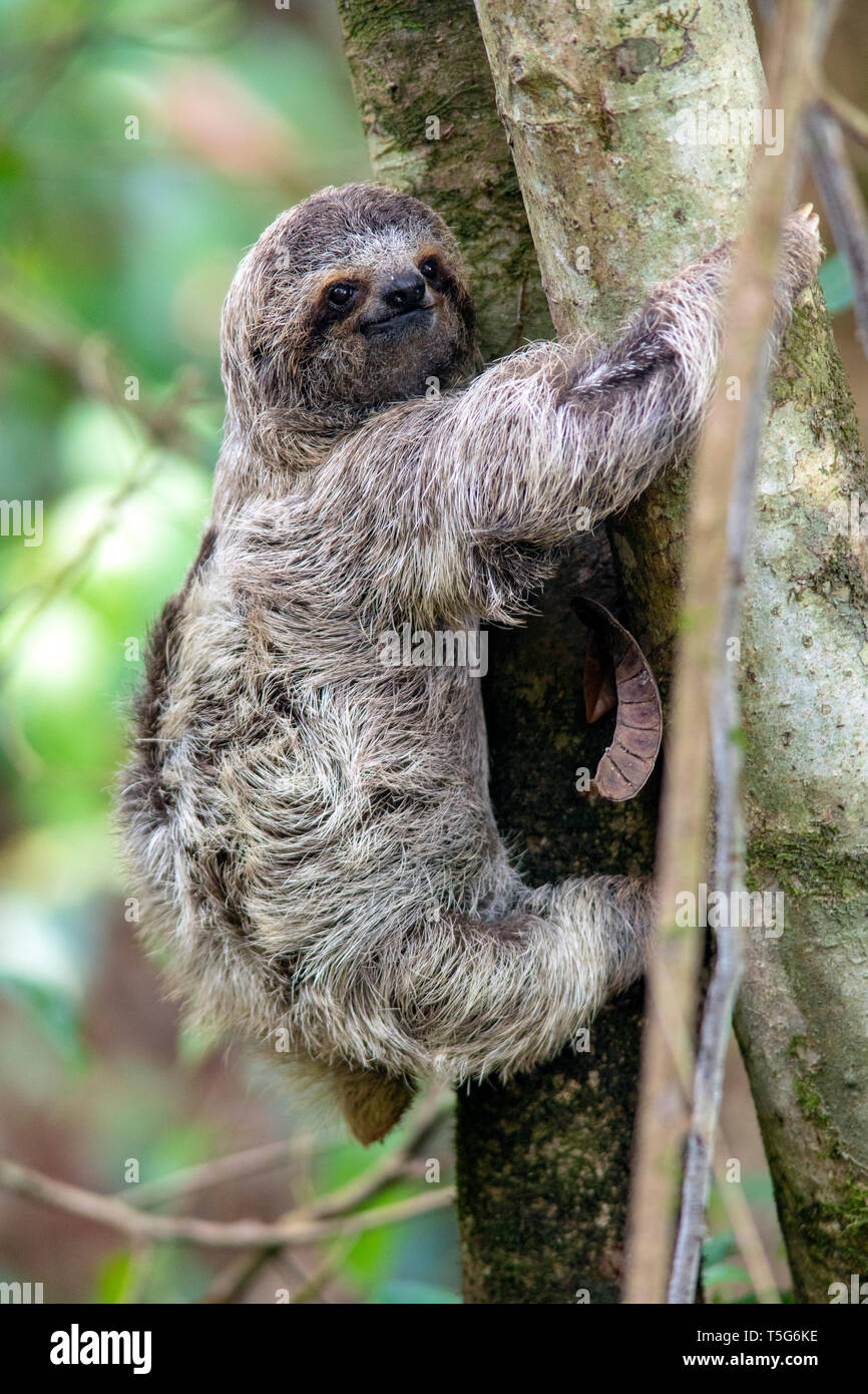 Juvenile Brown-throated sloth (Bradypus variegatus) ou trois-toed Sloth - Parc National Manuel Antonio - Quepos, Costa Rica Banque D'Images