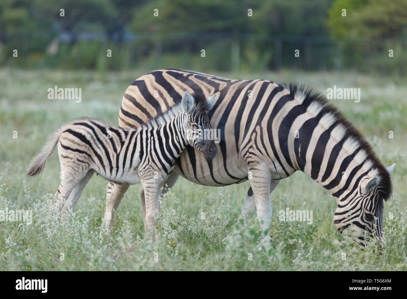 Libre de la mère et du bébé zèbre, Equus quagga, le pâturage en Namibie Banque D'Images