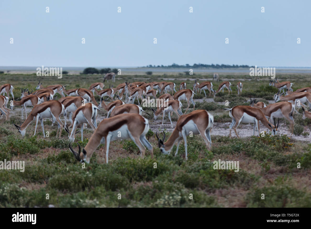 Gros plan du grand troupeau de pâturage de l'antilope springbok Banque D'Images