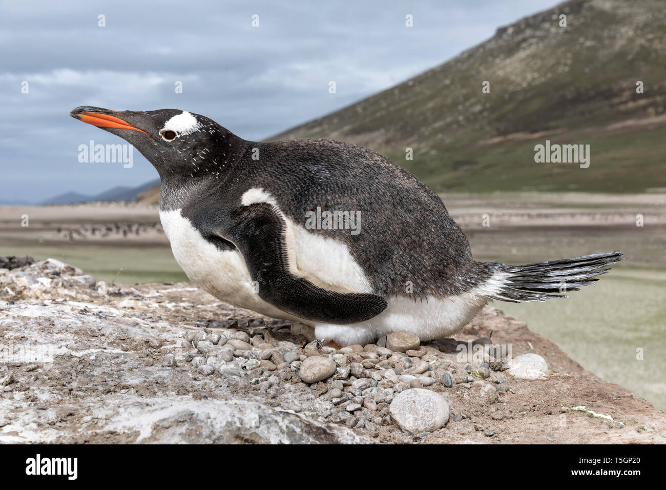 Gentoo pingouin couver Banque D'Images