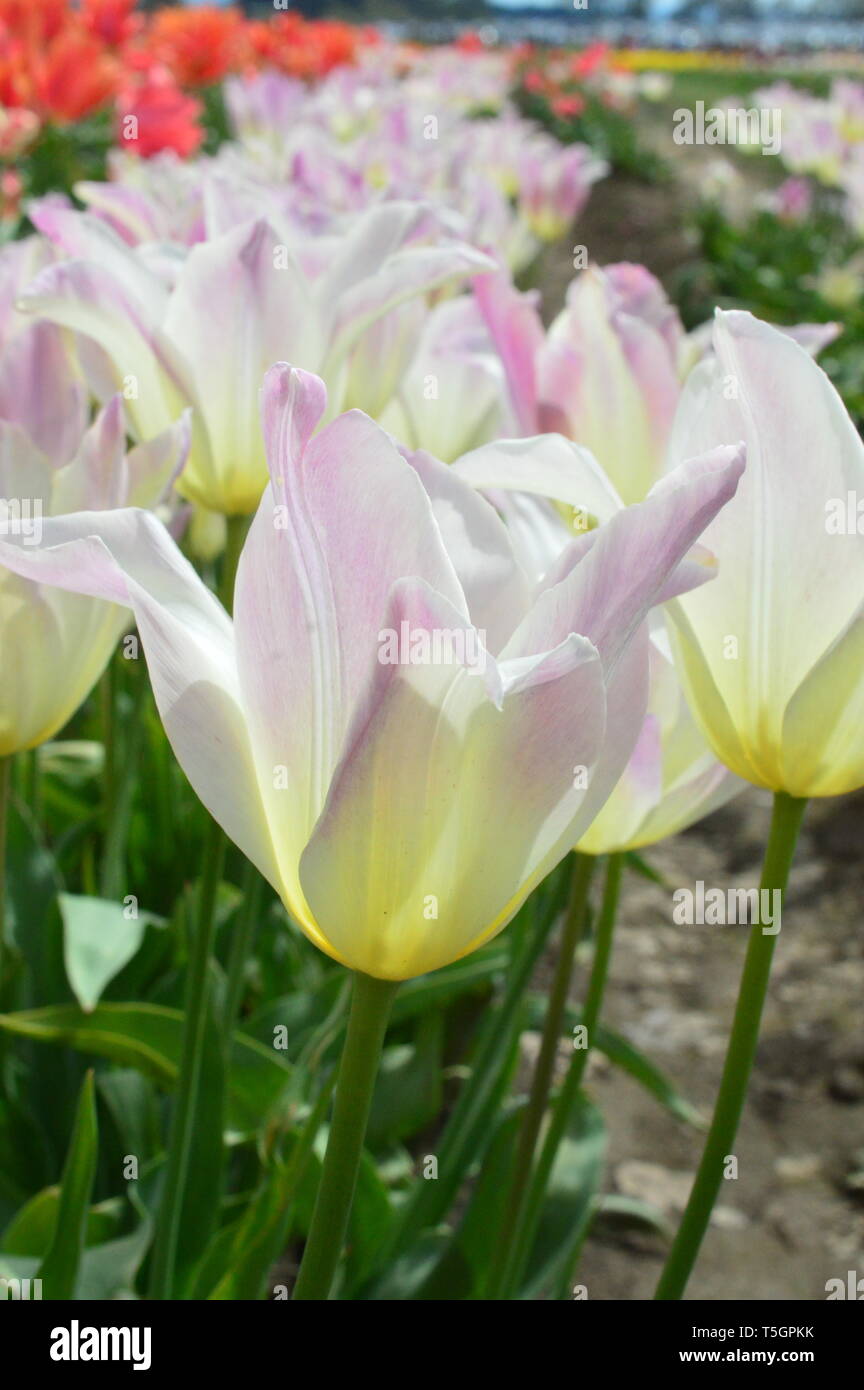 Rose et blanc hybride mixte de sabots de bois à tulipes Tulip Festival à Woodburn Oregon Banque D'Images